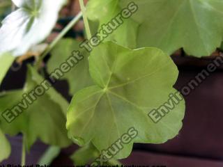 Photo Texture of Leaf