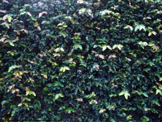 Photo Texture of Hedge