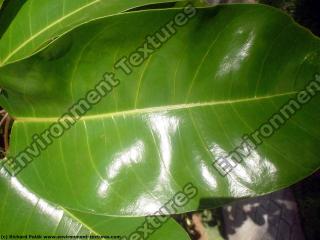 Photo Texture of Leaf