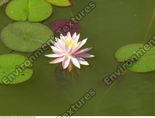 waterlilies flower