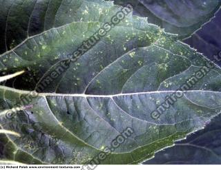 veins leaf