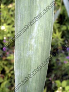 maize leaf 