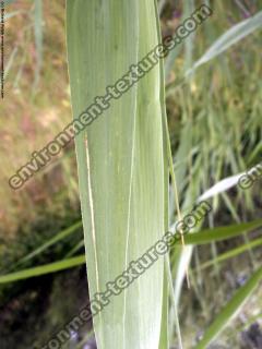 maize leaf 