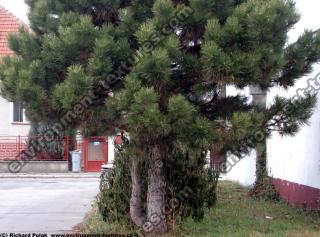 conifer tree 