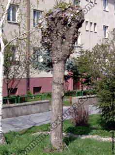 tree without leaves
