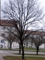 tree without leaves