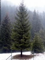 conifer tree