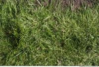 Photo Texture of Grass 