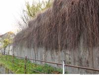 Walls Hedge 0062