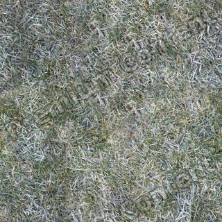 seamless grass frozen