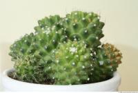 Cactus 0001