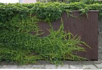 Walls Hedge 0001