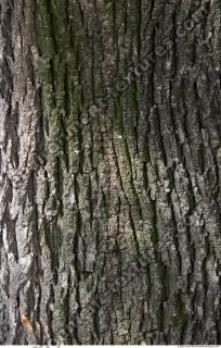 Trees Bark 0003