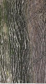 Trees Bark 0002