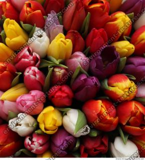 tulips flowers 0001