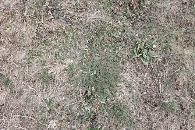 Grass Dead