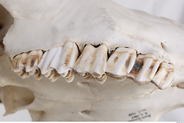 animal teeth texture