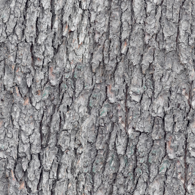 Seamless Tree Bark