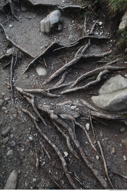Grass Dead Roots