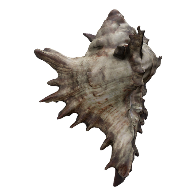 Sea Shell Base 3D Scan