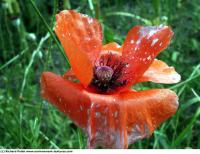 flower poppy