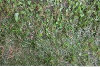 Photo Texture of Grass