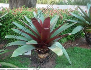 exotic plant