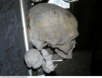 Photo Reference of Bones