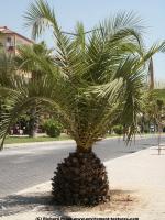 tree palm