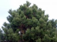 conifer tree 