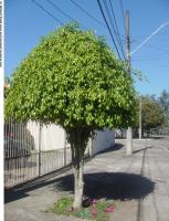 Ginkgo Biloba tree