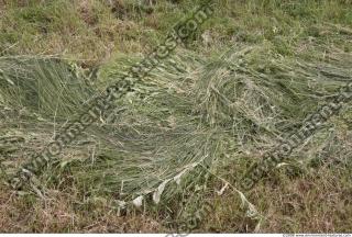 Photo Texture of Grass Tall 