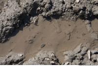 photo texture of mud