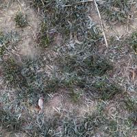 seamless grass frozen 