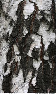 Trees Bark 0002