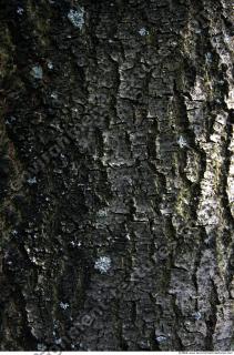 Trees Bark 0009