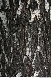 Trees Bark 0004