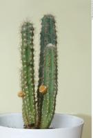 Cactus 0002