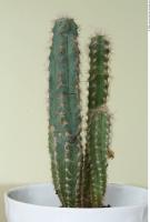 Cactus 0004