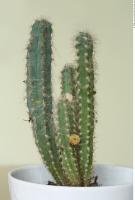 Cactus 0003