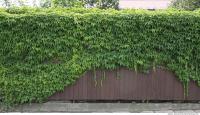 Walls Hedge 0004