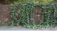 Walls Hedge 0001