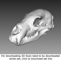 3D Scan of Skull
