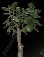 Decal Plant 0001