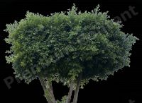 Decal Tree