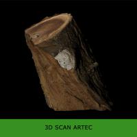3D scan tree wood #5